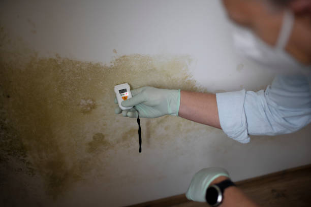 Best Local Mold Removal Service  in North Platte, NE