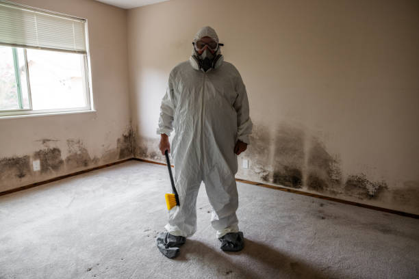 Best Black Mold Removal  in North Platte, NE