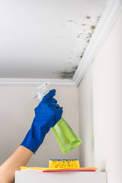 Mold Removal Process in North Platte, NE