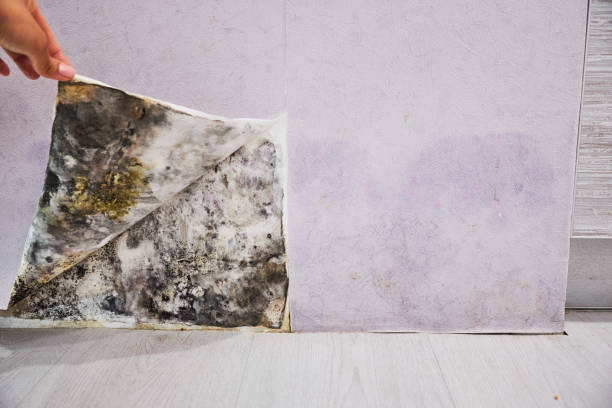 Best Certified Mold Removal  in North Platte, NE